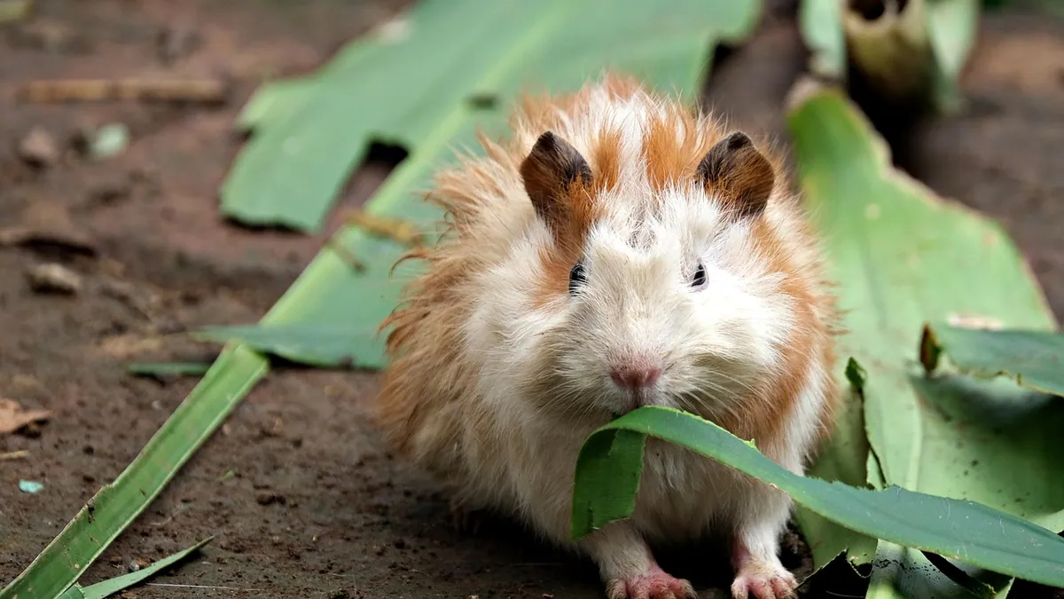 Do Guinea Pigs Have Belly Buttons? Small Pet Anatomy