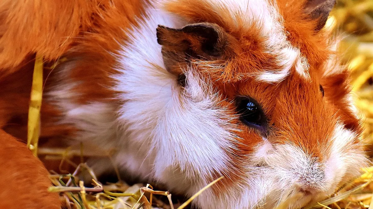 Do Guinea Pigs Have Cheek Pouches? What to Know