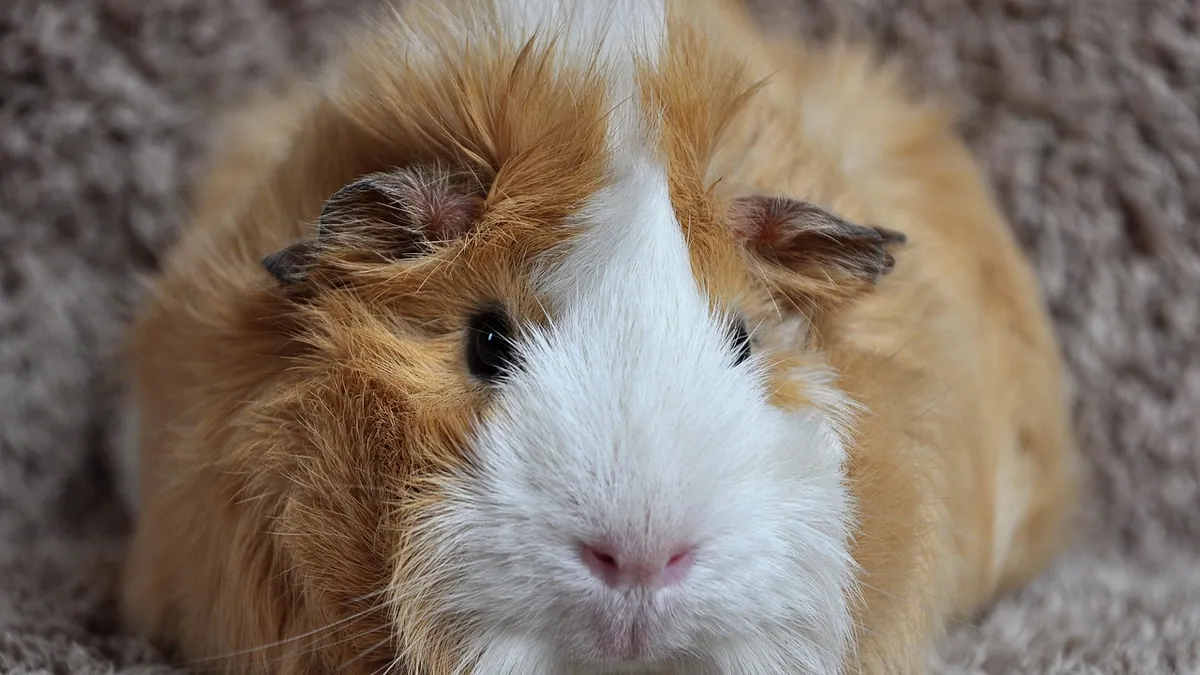 Do Guinea Pigs Have Hair or Fur? Coat Facts