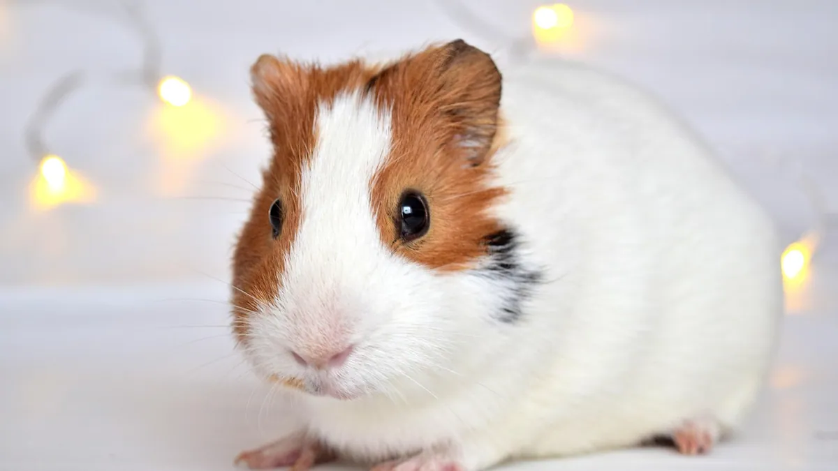 Do Guinea Pigs Hibernate? Torpor and Cold Safety