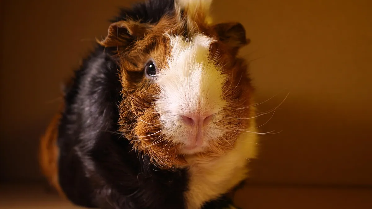 Do Guinea Pigs Like to Be Held? Handling Guide