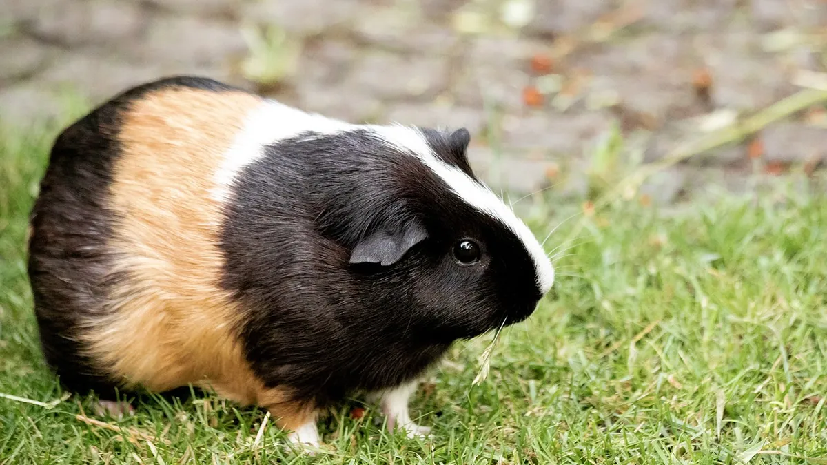 Do Guinea Pigs Live in the Wild? Origins Explained