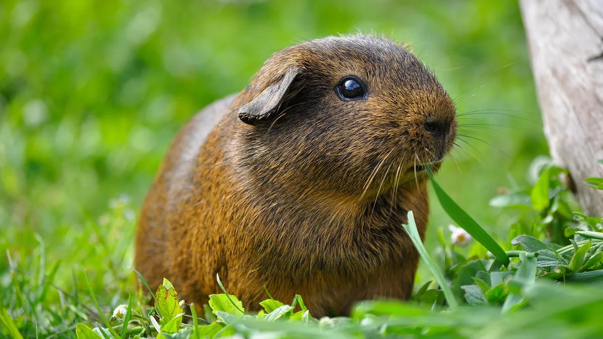 Do Guinea Pigs Mourn Each Other? Grief Signs