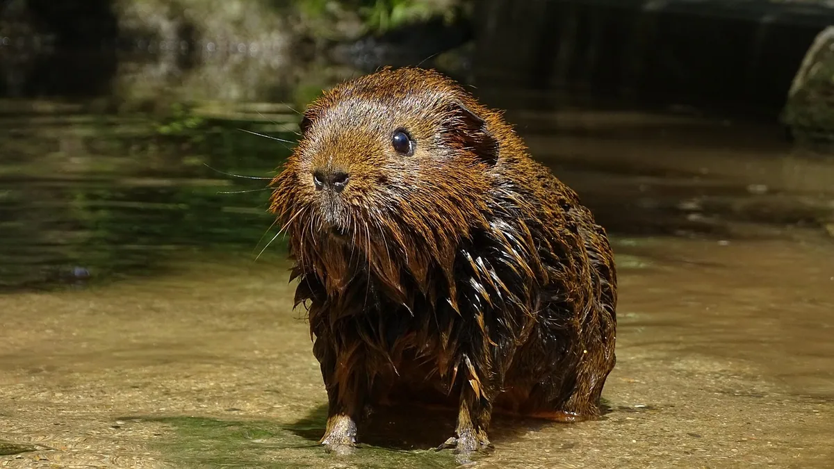 Do Guinea Pigs Need Baths? Washing and Dust Baths