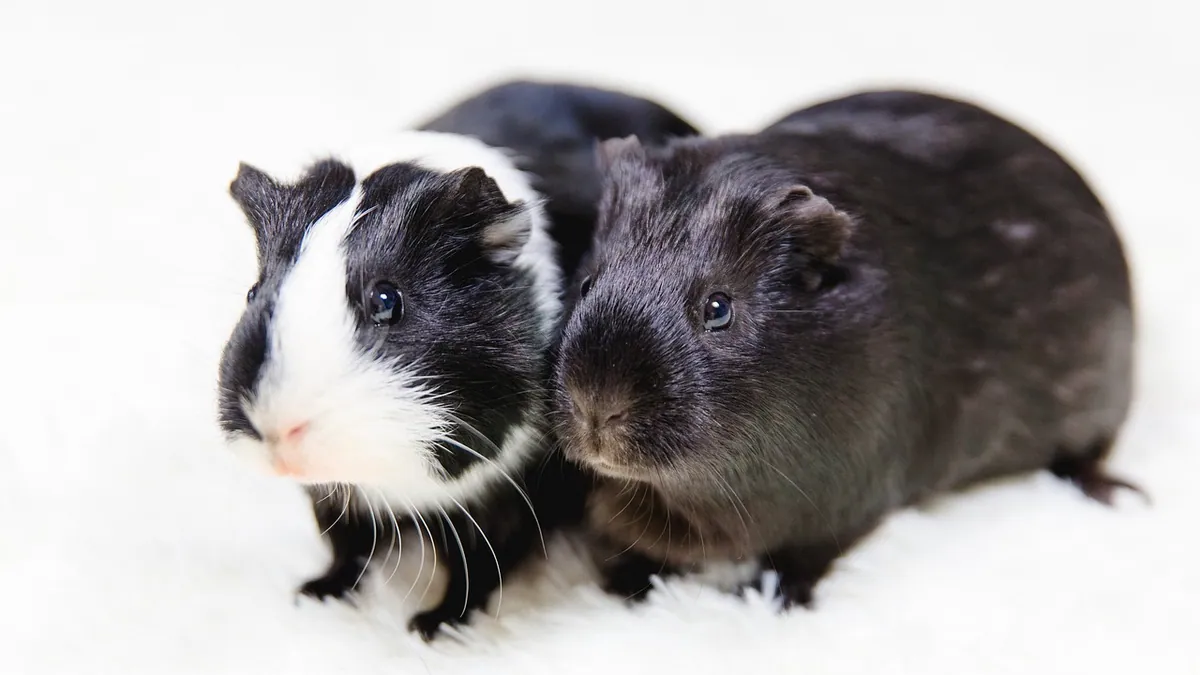 Do Guinea Pigs Need to Be in Pairs? Social Needs