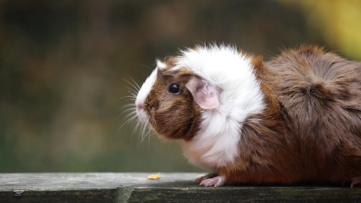 Do Guinea Pigs Shed? Normal Hair Loss vs a Problem