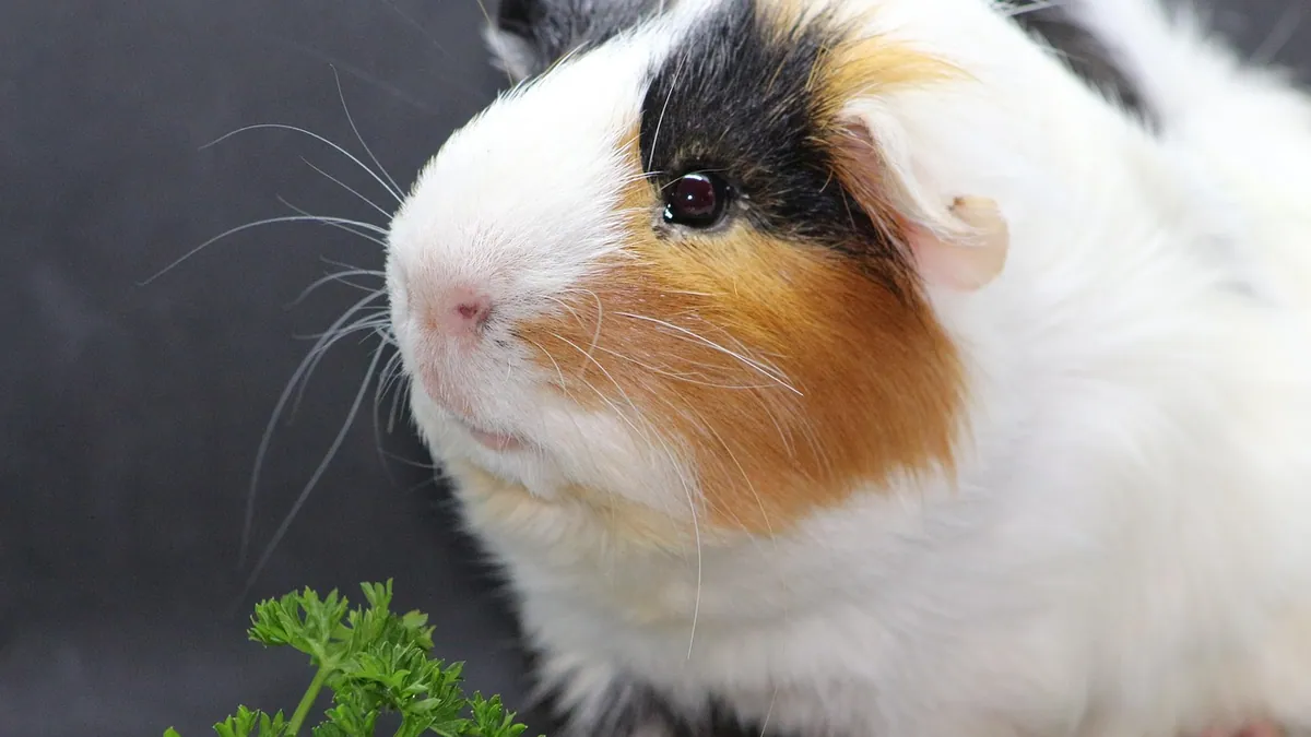 Do Guinea Pigs Smell? Odor Control and Their Nose