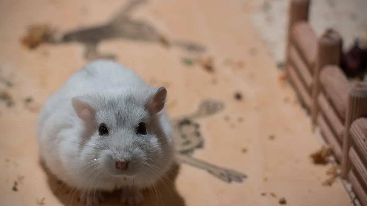 Do Hamsters Eat Hay? Which Types Are Safe