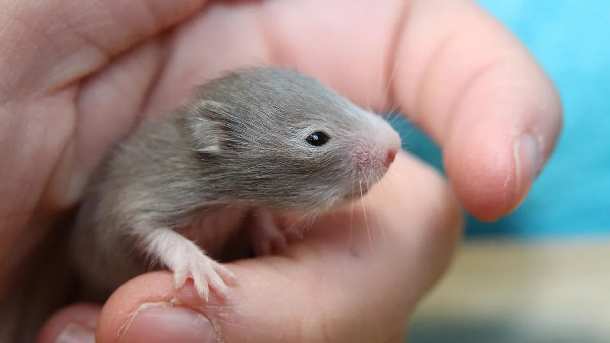 Do Hamsters Hibernate? Torpor, Length, and Dangers