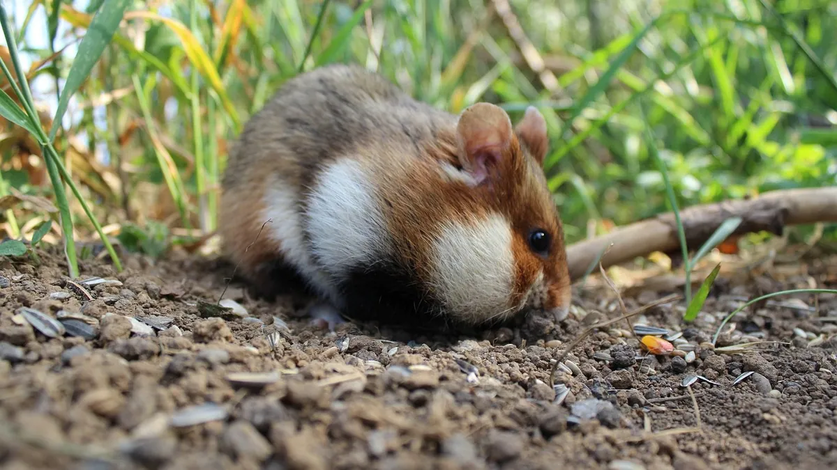 Do Hamsters Live in the Wild? Facts and Lifespan