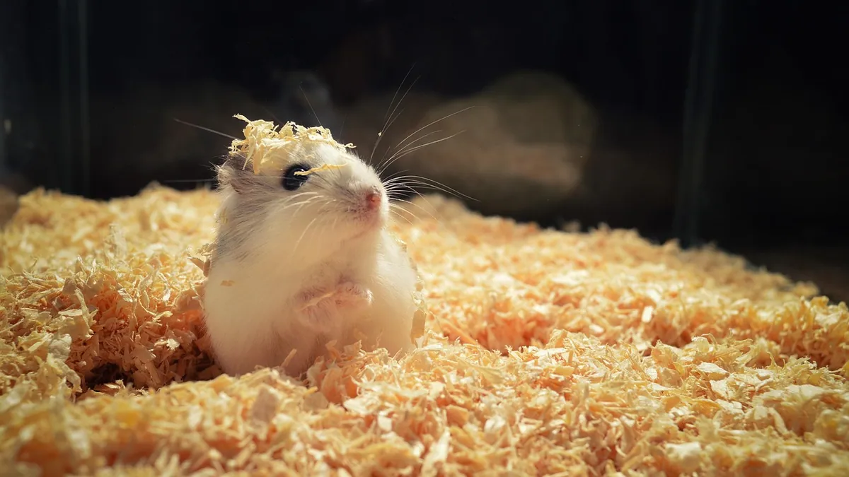 Do Hamsters Smell? Cage Odor Causes and Fixes