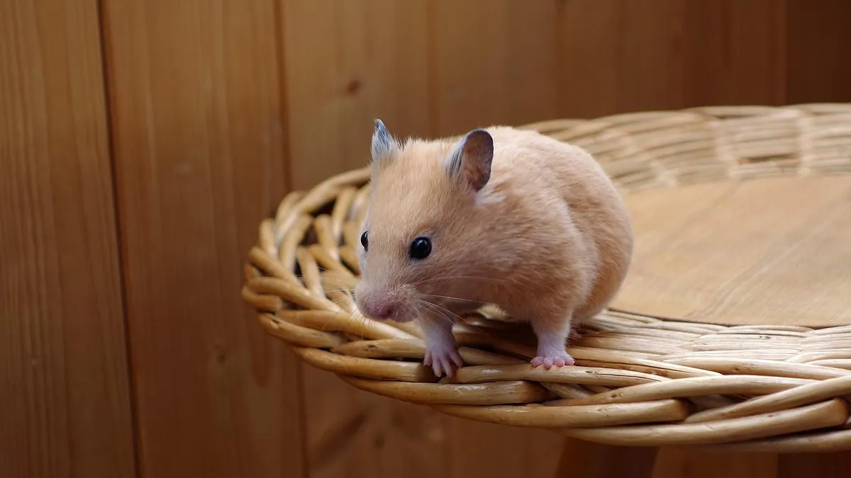 Do Hamsters Use Litter Boxes? Litter Training Explained