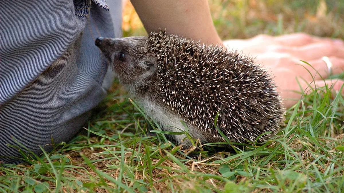 Do Hedgehogs Bite? Why It Happens and How to Stop It