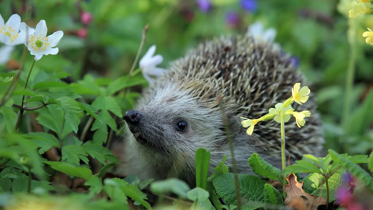 Do Hedgehogs Carry Diseases? Zoonotic Risks for Owners