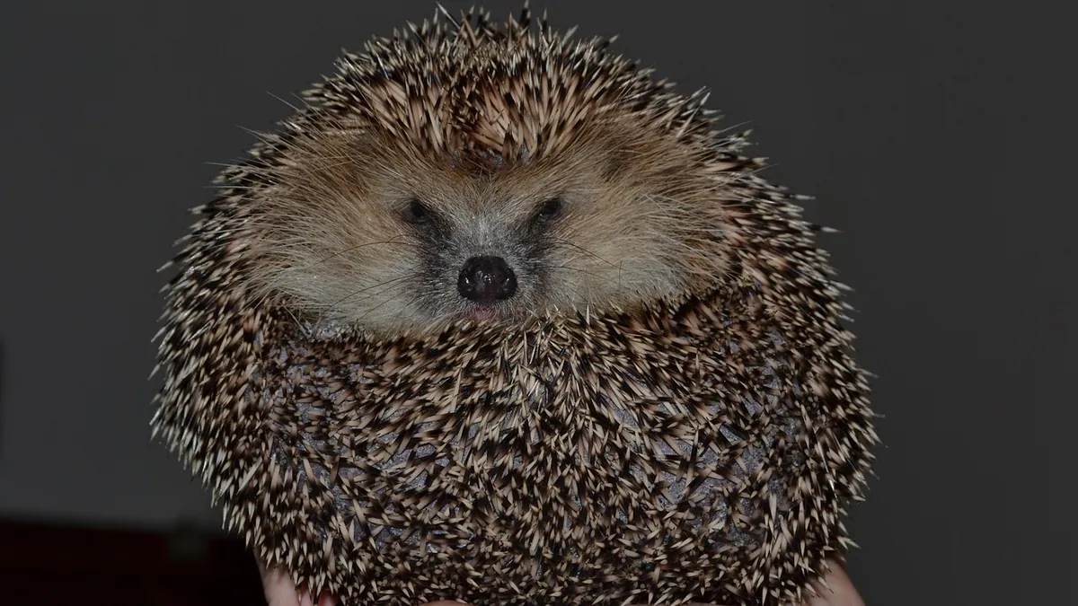 Do Hedgehogs Make Good Pets? Honest Owner Guide