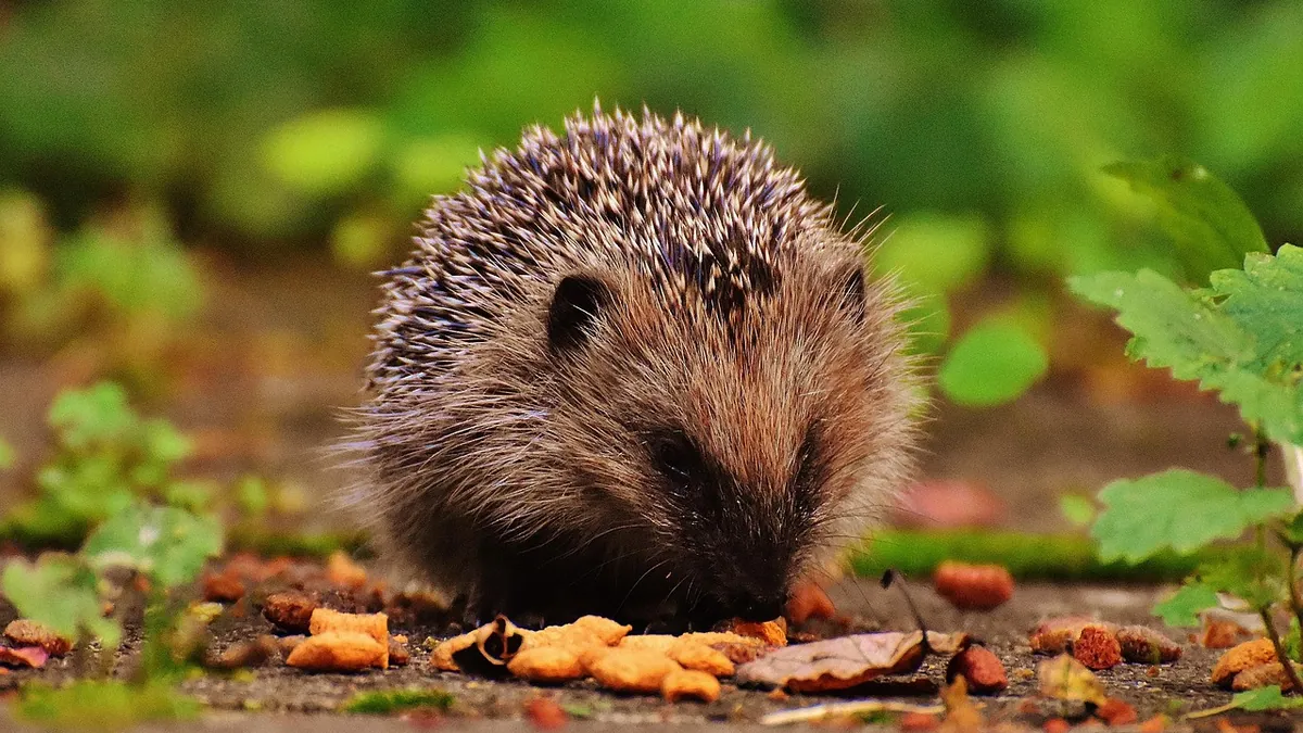 Do Hedgehogs Smell? What Owners Should Expect