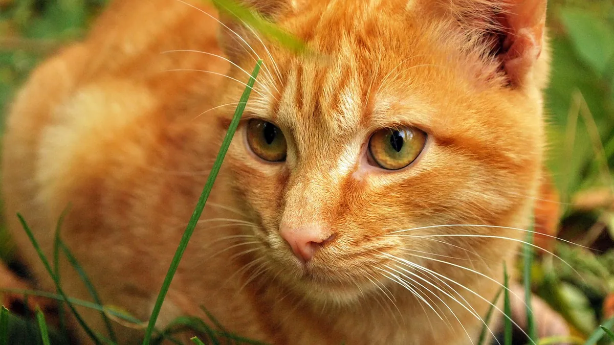 Do Kittens Always Have Worms? What Owners Should Know