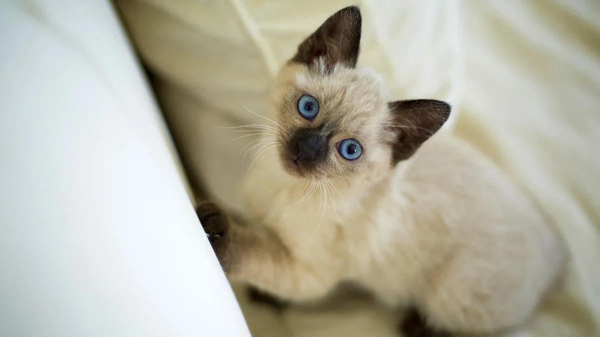 Do Kittens Have Blue Eyes? When Eye Color Changes