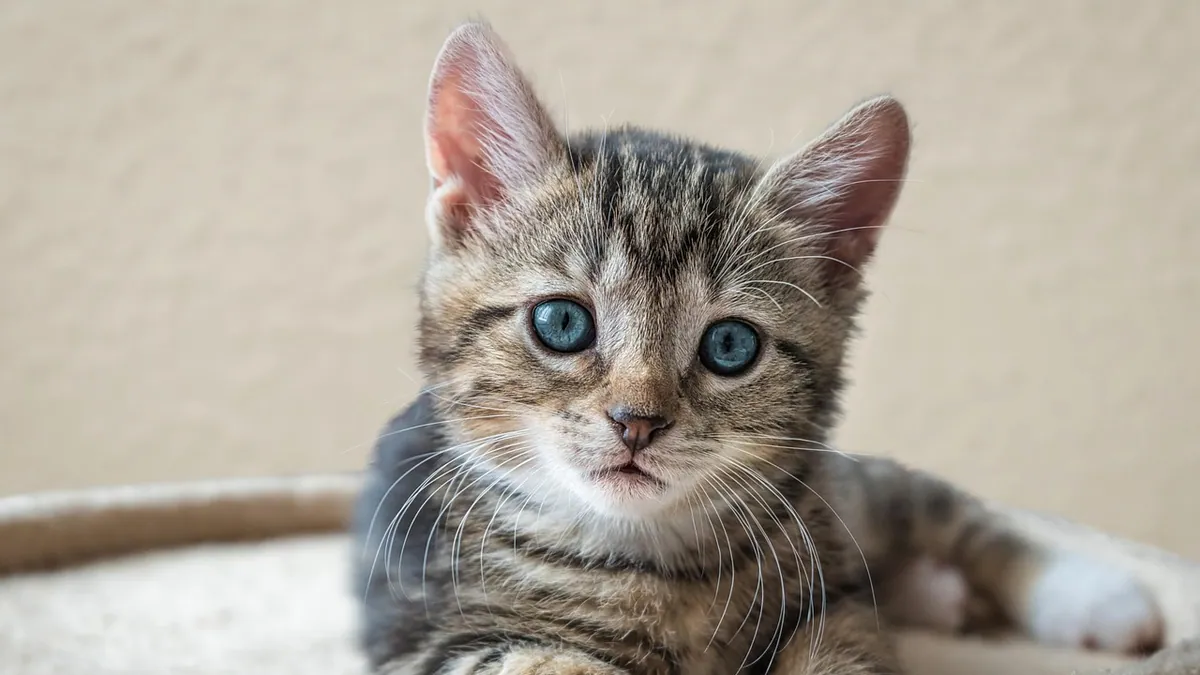 Do Kittens Know How to Use a Litter Box?