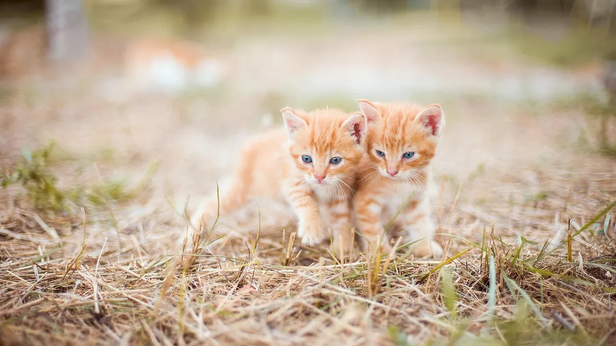 Do Kittens Miss Their Siblings? Separation Explained