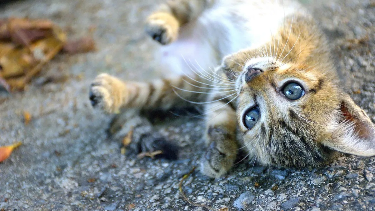 Do Kittens Outgrow Biting? Play Aggression Timeline