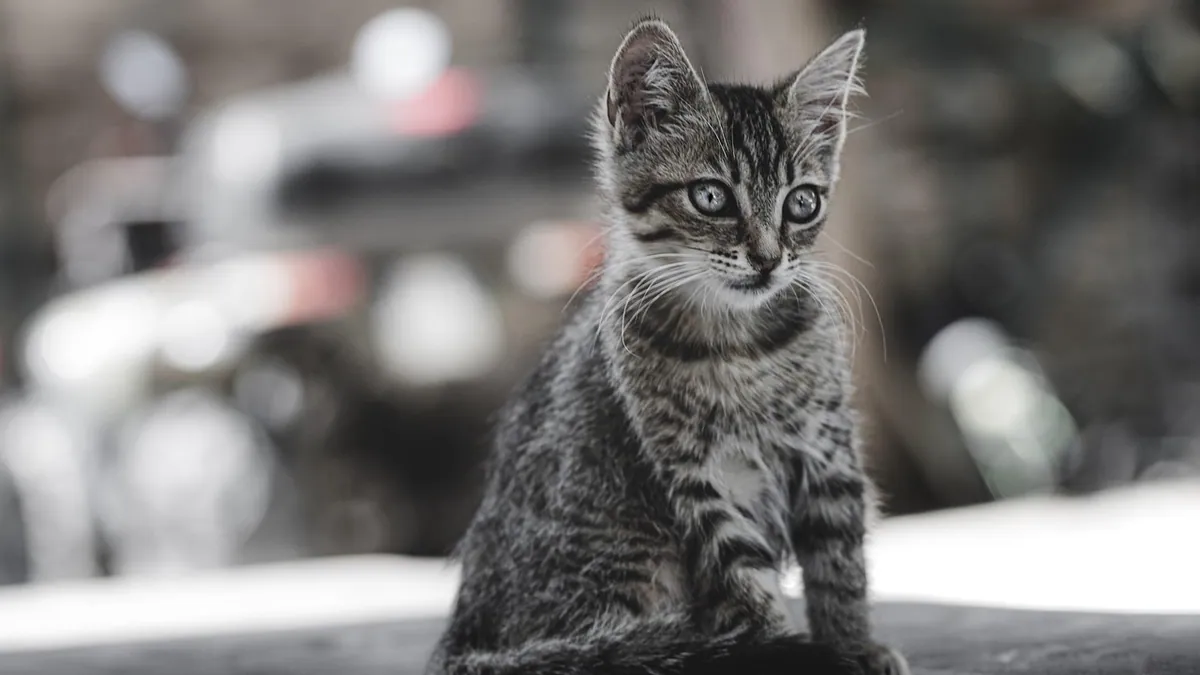 Do Kittens Overeat? Causes and How to Prevent It