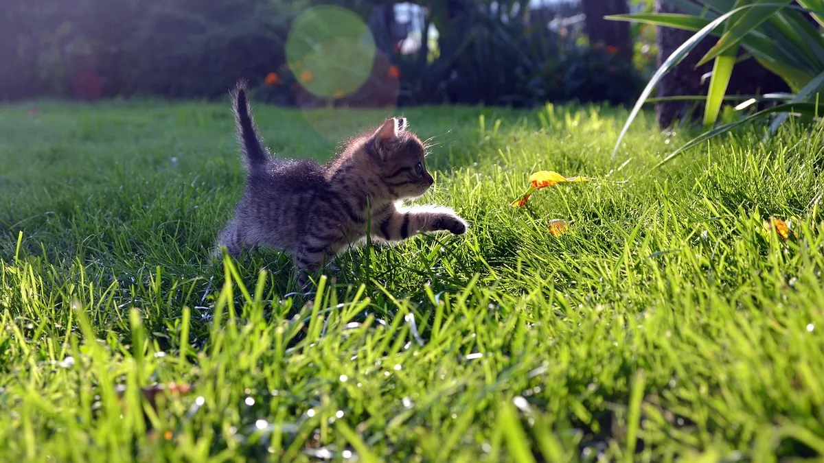 Do Kittens Overheat Easily? Heat Safety for Cats