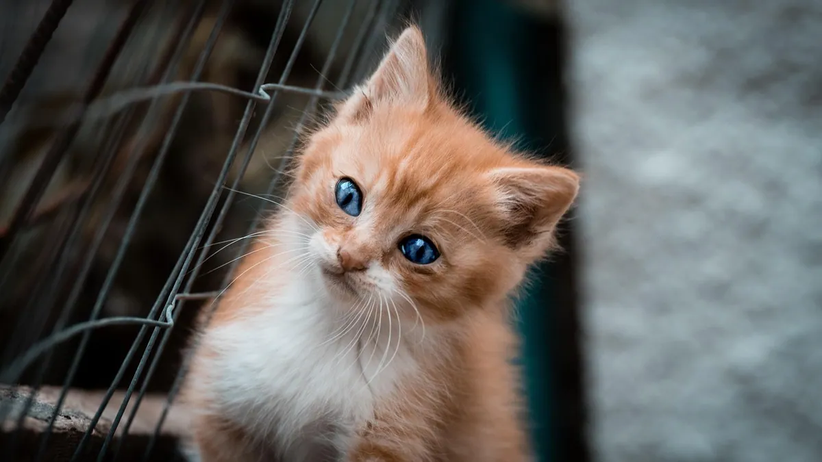 Do Kittens Purr? Why and How Cats Purr