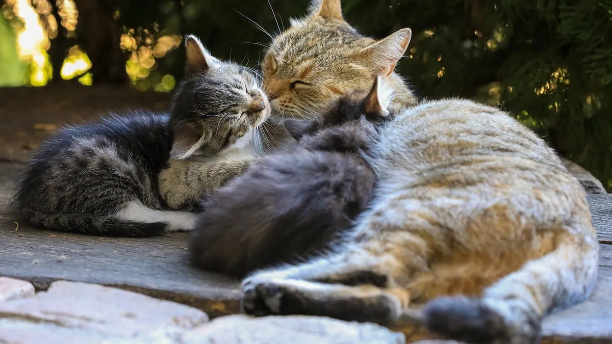 Do Kittens Remember Their Siblings and Mom?