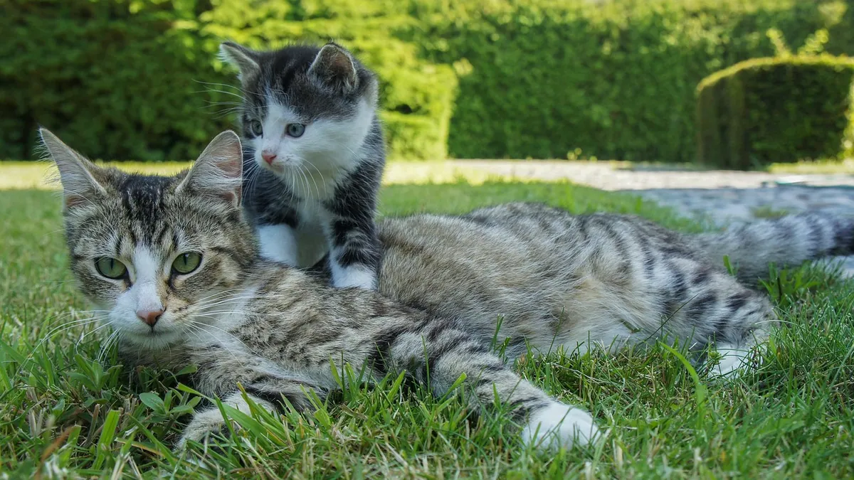 Do Kittens Remember Their Mother? What Science Says