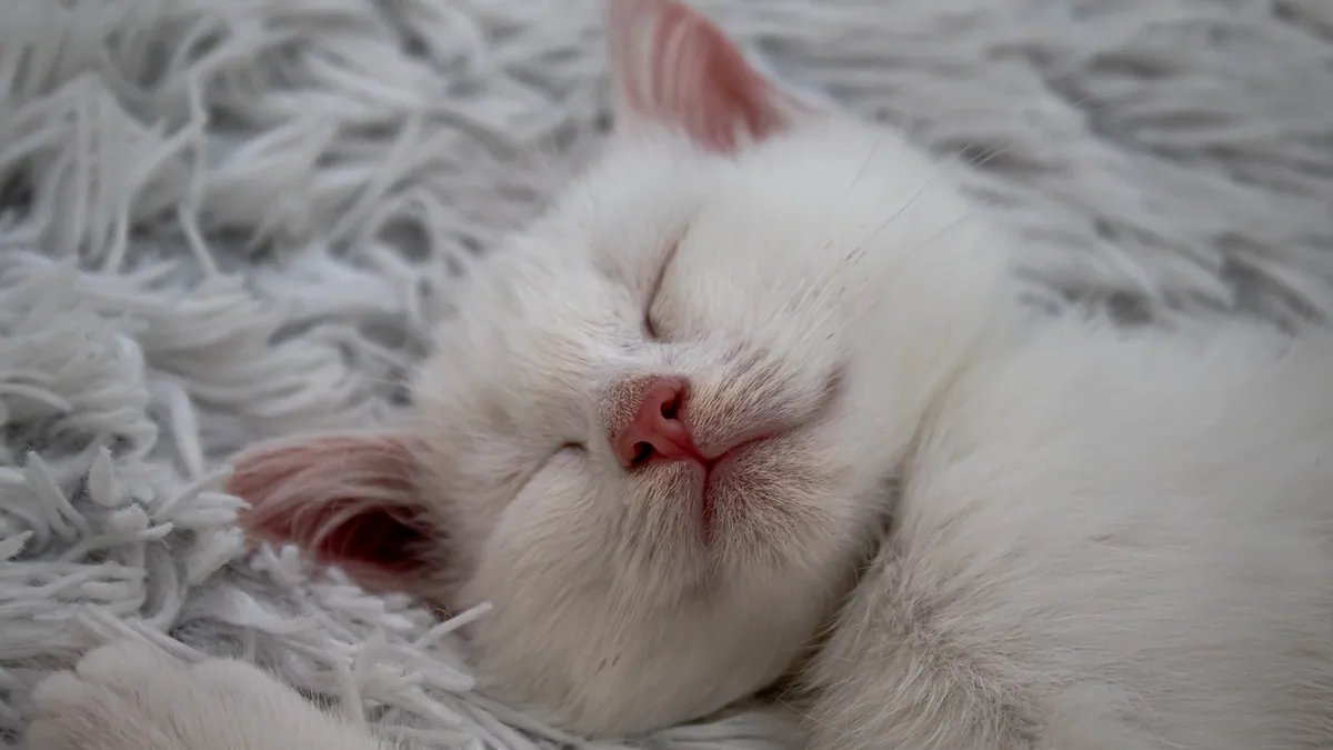 Do Kittens Run Hot? Normal Kitten Body Temperature