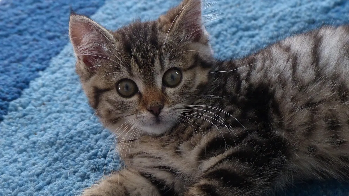 Do Kittens Shed? What to Expect and How to Manage It