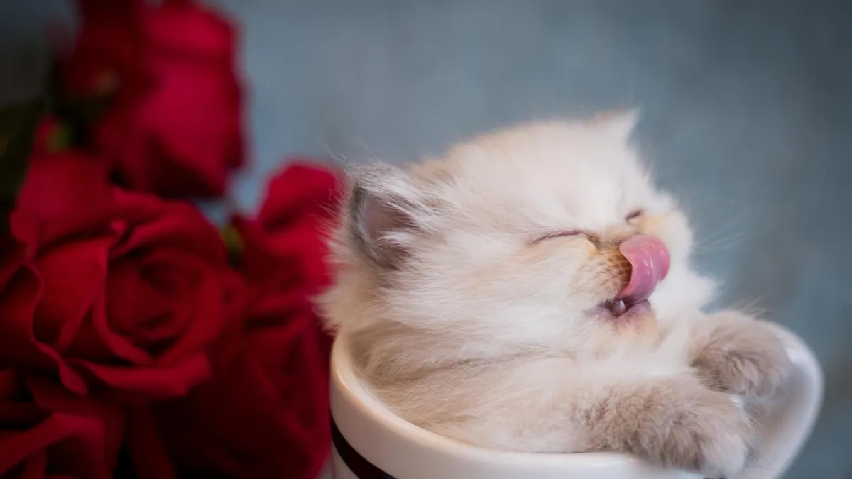 Do Kittens Know When to Stop Eating? Fullness Explained