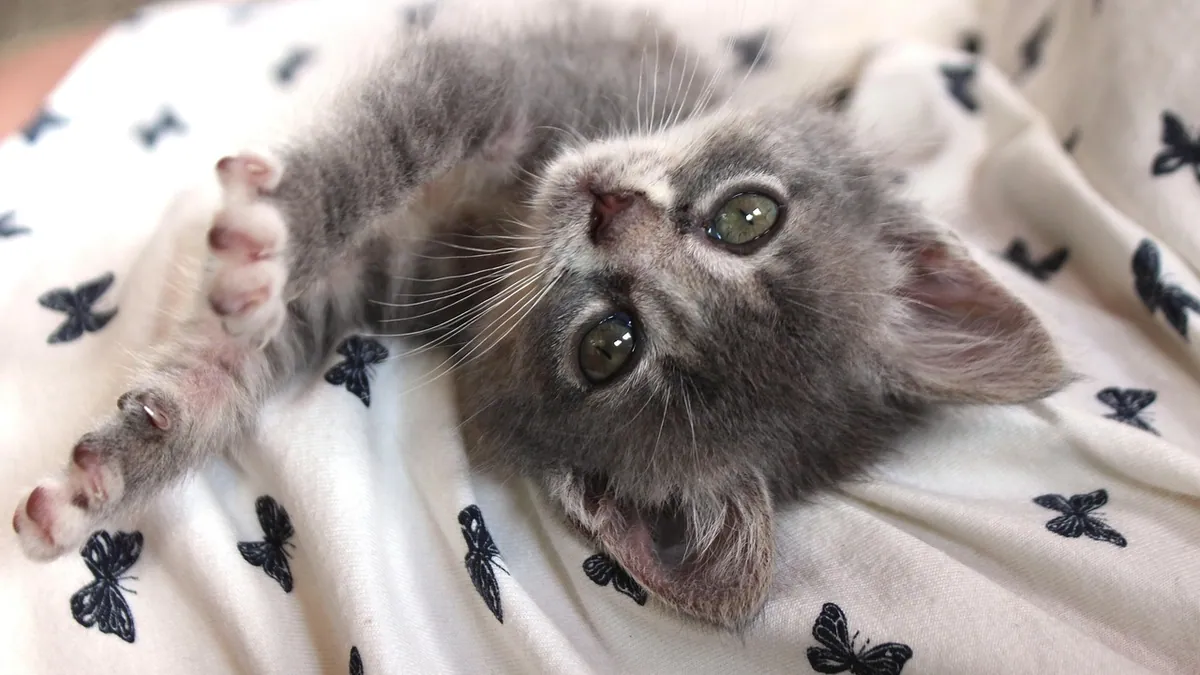 Do Kittens Think You Are Their Mom? Bonding Explained