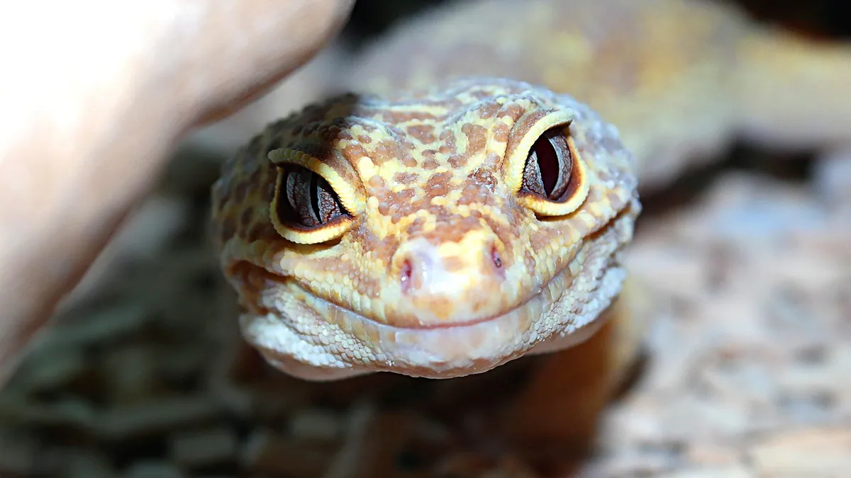 Do Leopard Geckos Bite? Why It Happens and What to Do