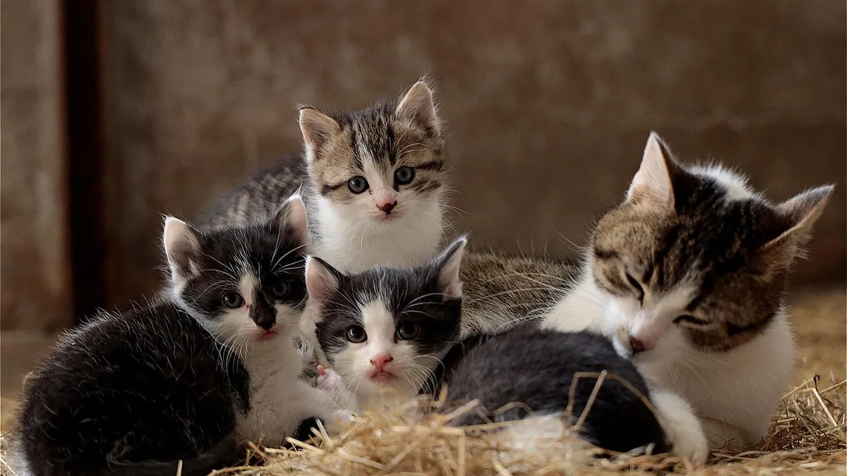 Do Mother Cats Abandon Their Kittens? Normal vs Not