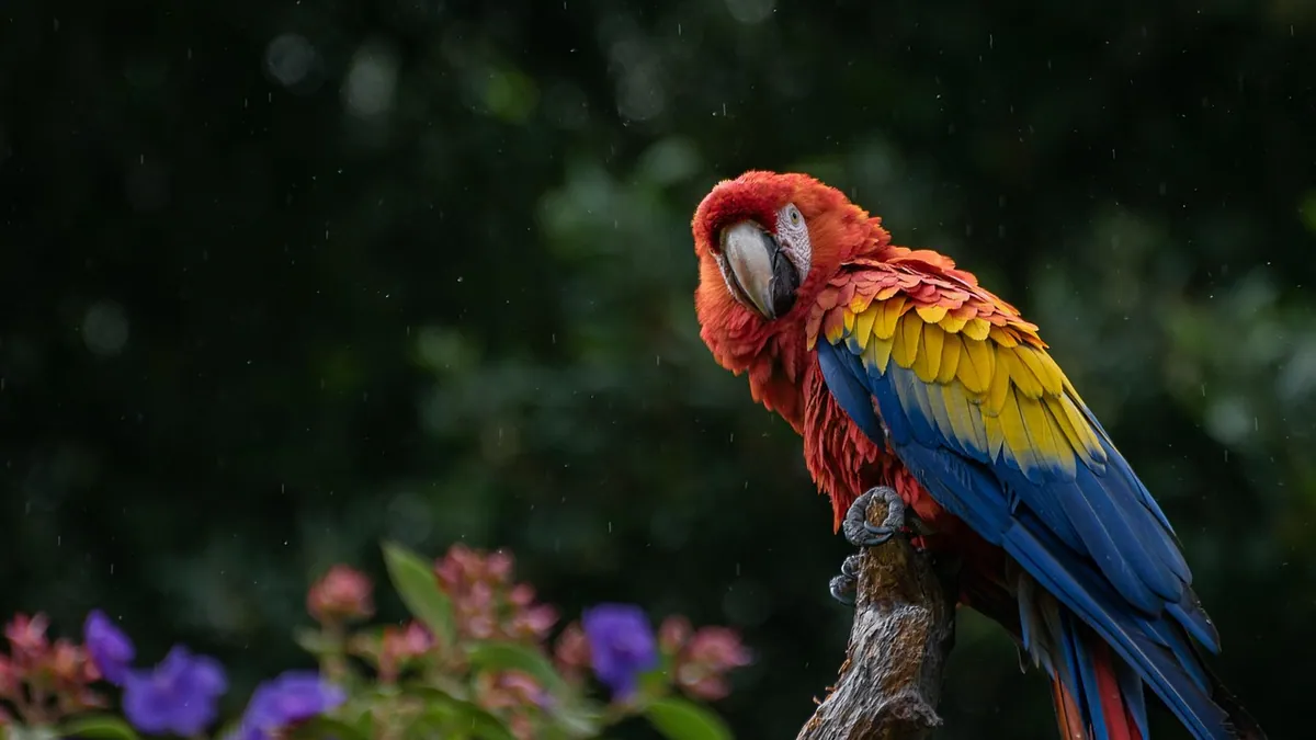 Do Parrots Dance? The Science of Bird Rhythm