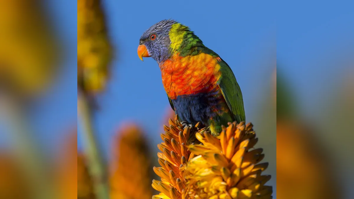 Do Parrots Fly? Flight, Clipping and Safety