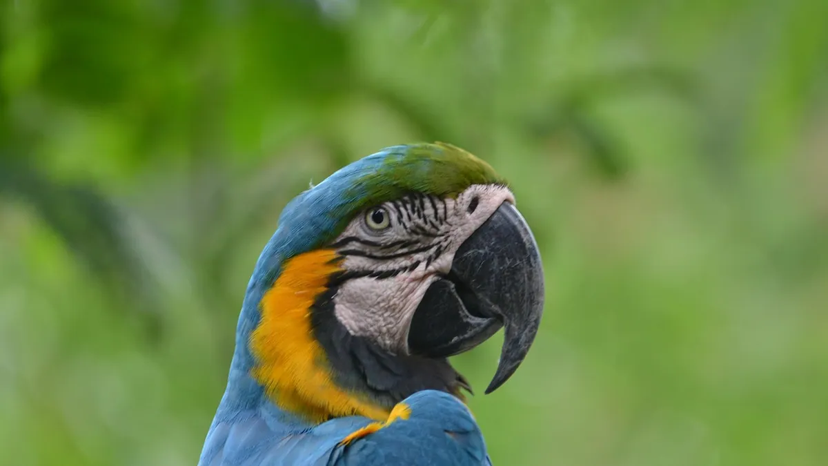 Do Parrots Make Good Pets? What to Consider First