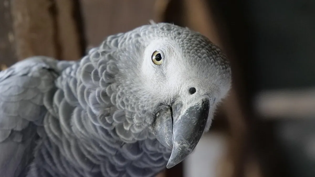 Do Parrots Understand What They Say? What Science Says