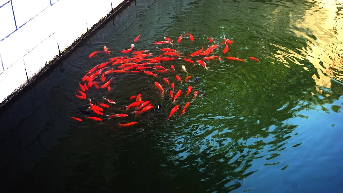 Do Pond Goldfish Need to Be Fed? Feeding Guide