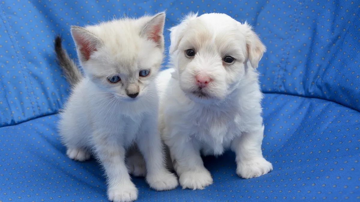 Do Puppies and Kittens Get Along? Tips for Harmony