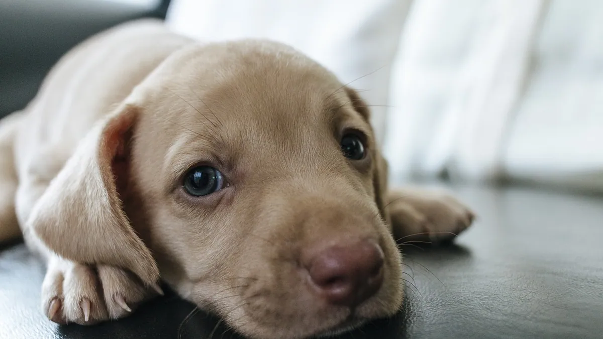 Do Puppies' Eyes Change Color? What to Expect