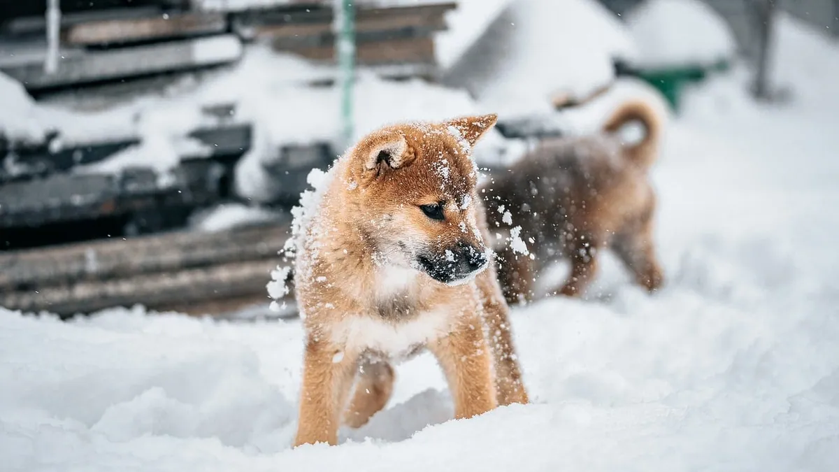 Do Puppies Usually Have Soft Stool? Normal vs. Diarrhea