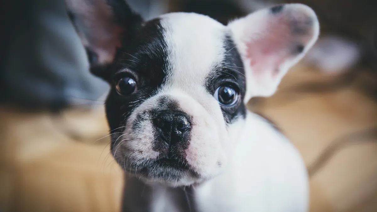 Do Puppies Imprint? How Bonding Really Works