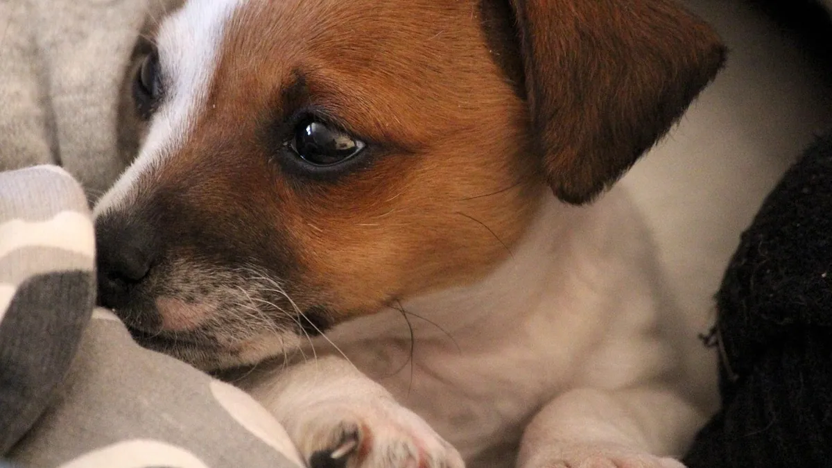 Do Puppies Know Their Dad? Paternal Recognition
