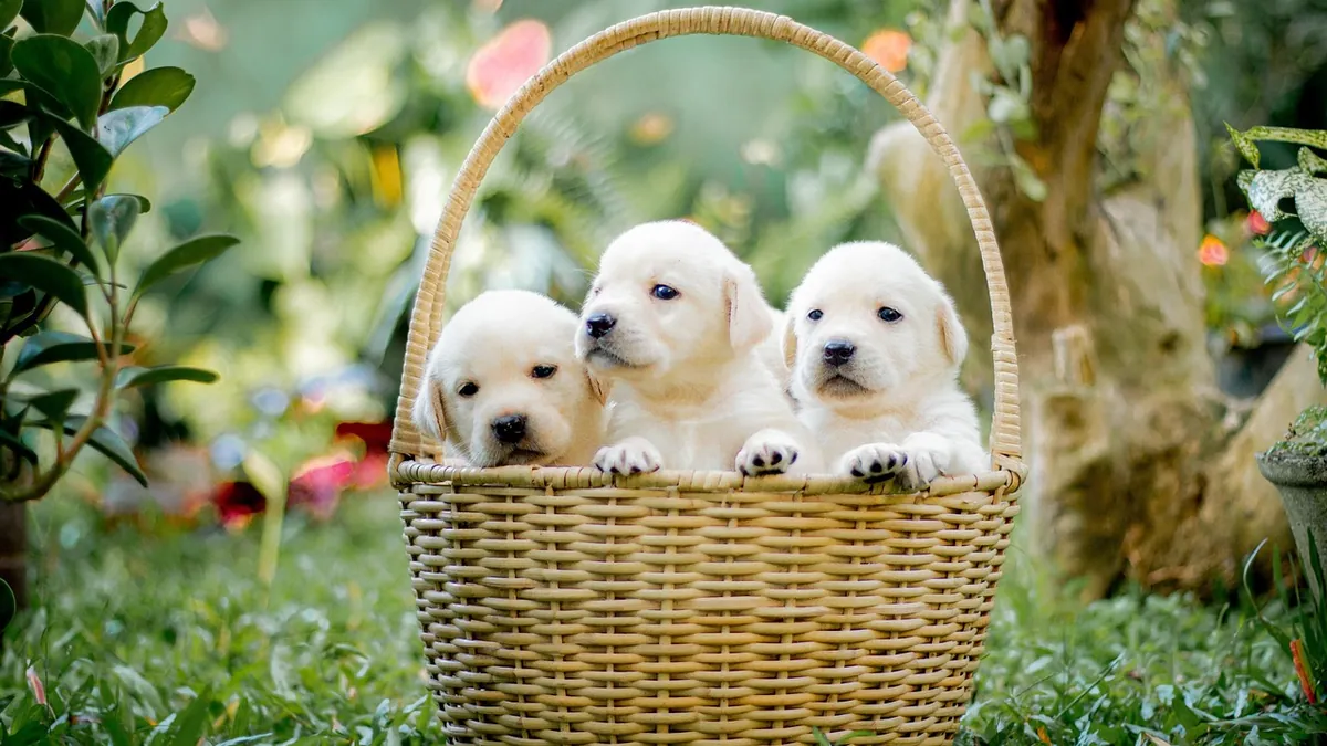 Do Puppies Know When to Stop Eating? Feeding Limits