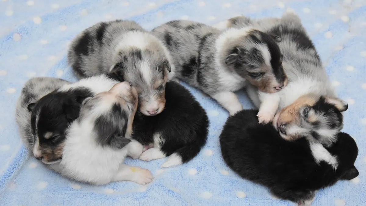 Do Puppies Miss Their Siblings? What to Expect