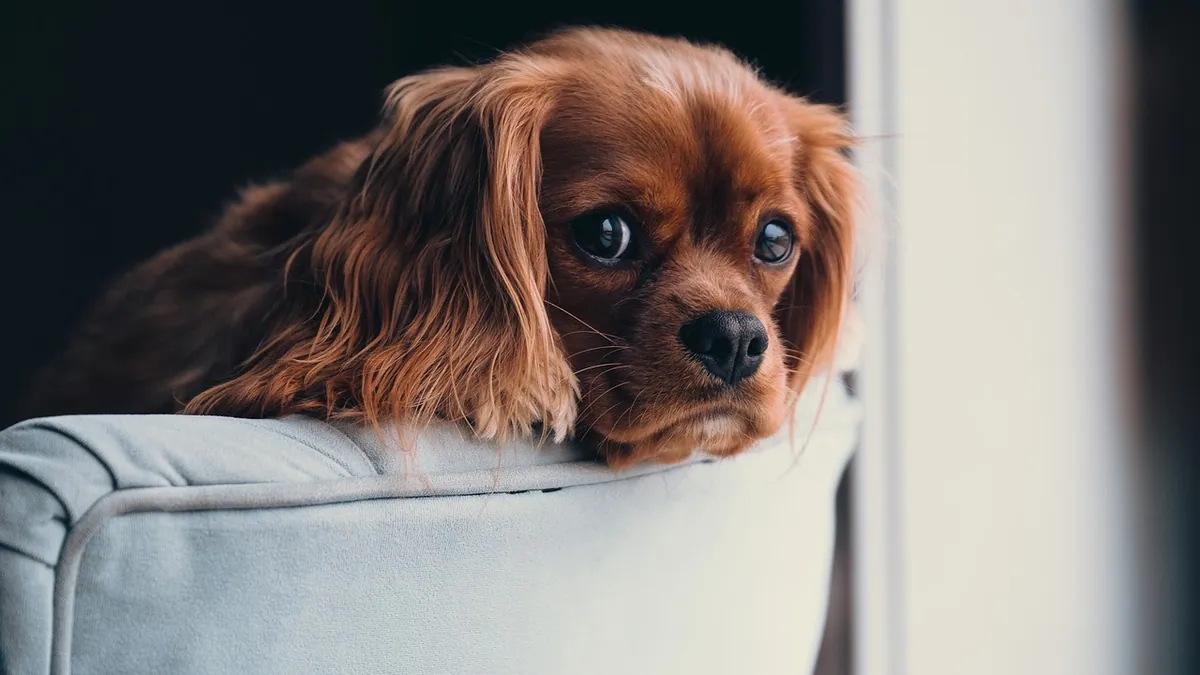 Do Puppies Miss Their Mom? Separation Explained