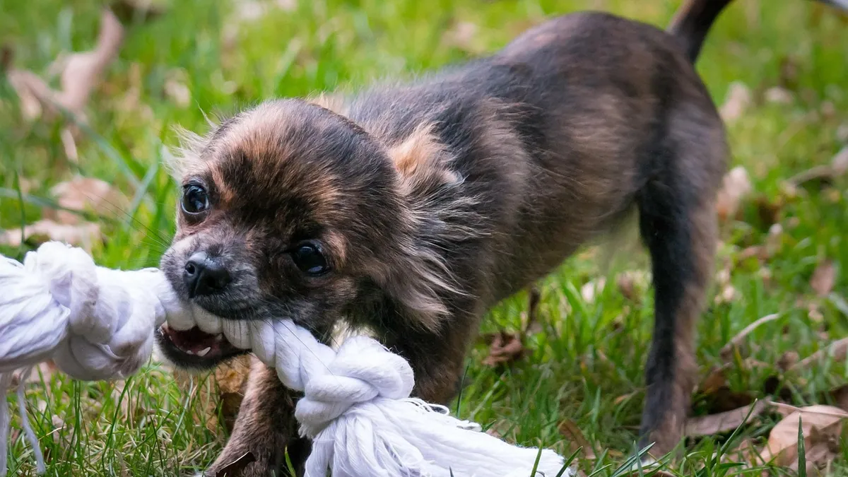 Do Puppies Outgrow Biting? What to Expect